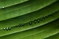 Tropical rich green banana leaf with dew and water drops as diagonal stripes with blink in sunlight, glare, contrast shadows. Royalty Free Stock Photo