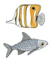 Tropical and river fish. Copperband Butterflyfish and common carp. Vector Chelmon rostratus fish. Hand drawn yellow beaked