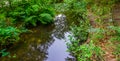 Tropical river landscape, exotic nature scenery, peaceful brook, forest background Royalty Free Stock Photo