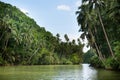 Tropical river with palm trees Royalty Free Stock Photo