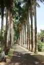Tropical road lined with tall trees Royalty Free Stock Photo