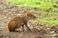 Tropical rodent Dasyprocta leporina Royalty Free Stock Photo