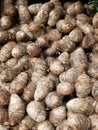 Bunch of hairy taro roots Royalty Free Stock Photo