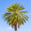 Palm tree close up against blue sky Royalty Free Stock Photo