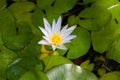 Tropical royalblue waterlily, Nymphaea elegans Royalty Free Stock Photo