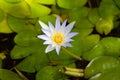 Tropical royalblue waterlily, Nymphaea elegans Royalty Free Stock Photo