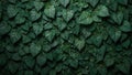 Tropical rubber plant leaves creating dense dark green textured background Royalty Free Stock Photo