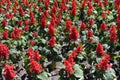 Tropical sage in bloom in May