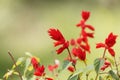 Tropical sage Salvia splendens