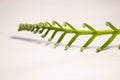 Tropical sago palm leaf. Curly buds of a cycad Japanese sago palm.