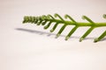 Tropical sago palm leaf. Curly buds of a cycad Japanese sago palm.