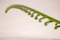 Tropical sago palm leaf. Curly buds of a cycad Japanese sago palm.