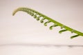 Tropical sago palm leaf. Curly buds of a cycad Japanese sago palm.