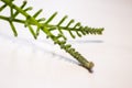 Tropical sago palm leaf. Curly buds of a cycad Japanese sago palm.