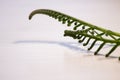 Tropical sago palm leaf. Curly buds of a cycad Japanese sago palm.