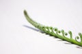 Tropical sago palm leaf. Curly buds of a cycad Japanese sago palm.