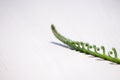 Tropical sago palm leaf. Curly buds of a cycad Japanese sago palm.