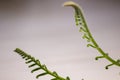 Tropical sago palm leaf. Curly buds of a cycad Japanese sago palm.