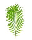 Tropical sago palm tree leaf isolated