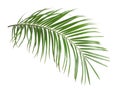 Tropical sago palm tree leaves isolated
