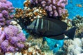 Tropical Sailfin Tang fish, Zebrasoma veliferum,Red Sea Royalty Free Stock Photo