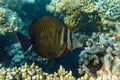 Tropical Sailfin Tang fish, Zebrasoma veliferum,Red Sea Royalty Free Stock Photo