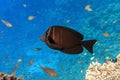 Tropical Sailfin Tang fish, Zebrasoma veliferum,Red Sea Royalty Free Stock Photo