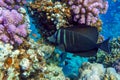 Tropical Sailfin Tang fish, Zebrasoma veliferum,Red Sea Royalty Free Stock Photo