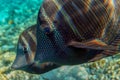 Tropical Sailfin Tang fish, Zebrasoma veliferum,Red Sea Royalty Free Stock Photo