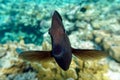 Tropical Sailfin Tang fish, Zebrasoma veliferum,Red Sea Royalty Free Stock Photo