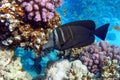 Tropical Sailfin Tang fish, Zebrasoma veliferum,Red Sea Royalty Free Stock Photo