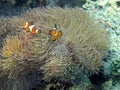 Tropical Saltwater Anemonefish or Clown fish Royalty Free Stock Photo