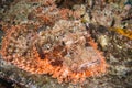 Tropical Saltwater Fish Reef Stonefish