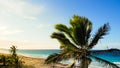 Beach on tropical island. Palm trees on ocean coast near beach. Royalty Free Stock Photo