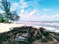 tropical sandy beach clouds of fir tree roots?