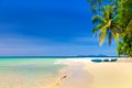 Tropical sandy beach overgrown green palm tree with clear sea water on background blue sky Royalty Free Stock Photo