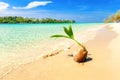 Tropical sandy beach overgrown green palm tree with clear sea water on background blue sky Royalty Free Stock Photo