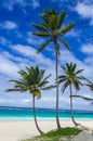 Tropical sandy beach with palm trees, Caribbean