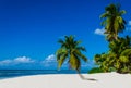Tropical Sandy Beach With Palm Trees