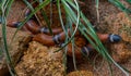 Tropical Scarlet-Kingsnake, Lampropeltis triangulum