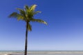 Tropical scene in Bahia - Brazil Royalty Free Stock Photo