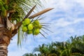 Tropical scene of a bunch of small green coconuts hanging from the coconut tree