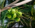 Tropical scene of a bunch of small green coconuts hanging from the coconut tree Royalty Free Stock Photo