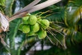 Tropical scene of a bunch of small green coconuts hanging from the coconut tree Royalty Free Stock Photo