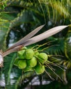 Tropical scene of a bunch of small green coconuts hanging from the coconut tree Royalty Free Stock Photo