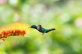 Tropical scene of a glittering green hummingbird feeding on an orange flower with pastel colored background. Royalty Free Stock Photo