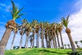 Tropical scene of a group of palm trees on grass, Crete.