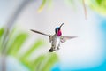 Tropical scene of a hummingbird with a ruby throat in the Caribbean.