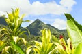 Tropical scene of Martinique mountains, Mount Pelee in the background, Lesser antilles. Royalty Free Stock Photo