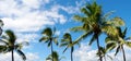 Tropical scene with palm trees Royalty Free Stock Photo